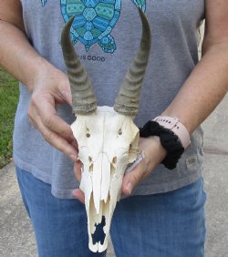 B-Grade Mountain Reedbuck skull with 7 inch horns for sale $50