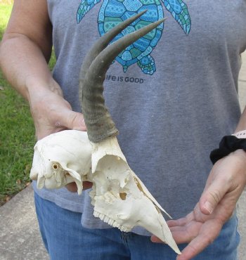 B-Grade Mountain Reedbuck skull with 7 inch horns for sale $60