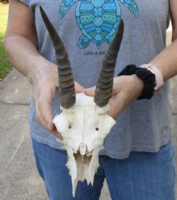 Discounted Reedbuck Skull & Skull Plate