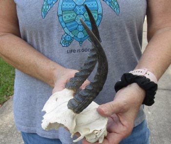 Mountain Reedbuck Skull Plate with 7" Horns - $39