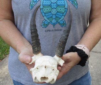 Mountain Reedbuck Skull Plate with 7" Horns - $39