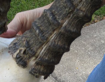 B-Grade African Male Sable Skull plate with 26 inch Horns For Sale for $250