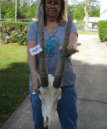 B-Grade Female Sable Skull with 31 inch Horns - For Sale for $155