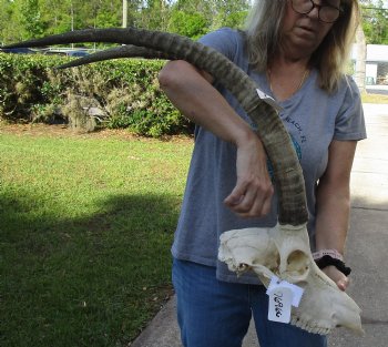 B-Grade Female Sable Skull with 31 inch Horns - For Sale for $155