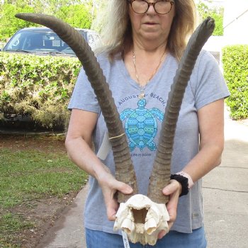 B-Grade African Male Sable Skull plate with 27 and 34 inch Horns For Sale for $250