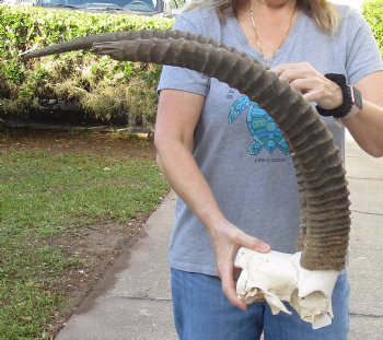 B-Grade African Male Sable Skull plate with 27 and 34 inch Horns For Sale for $250