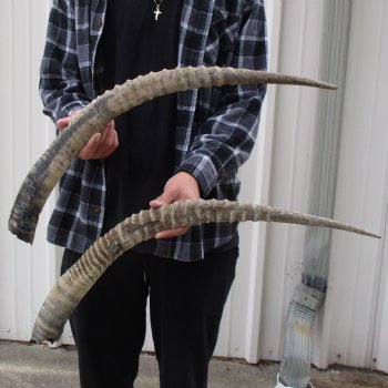 B-Grade 28" & 29" Matching Pair of Female African Sable Horns - $70