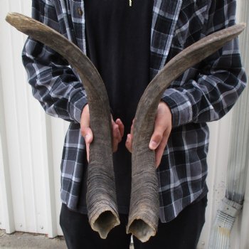 B-Grade 23" & 24" Matching Pair of Nyala Horns - $40