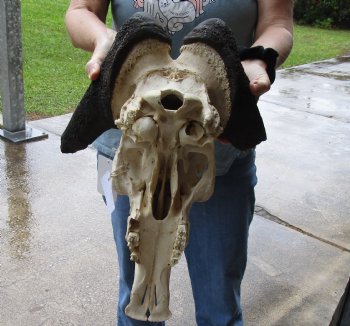 C-Grade, Male, African Black Wildebeest Skull with broken horns - $25