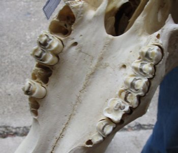 C-Grade, Male, African Black Wildebeest Skull with broken horns - $25