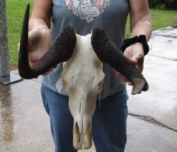 B-Grade, Female, African Black Wildebeest Skull with 14" Horn Spread - $50