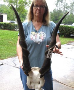Extra Large African Male Eland skull plate with 31 inch horns for $125