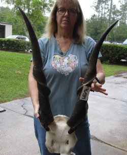 Extra Large African Male Eland skull plate with 31 inch horns for $125