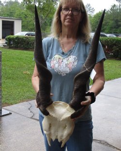 Extra Large African Male Eland skull plate with 34 inch horns for $125
