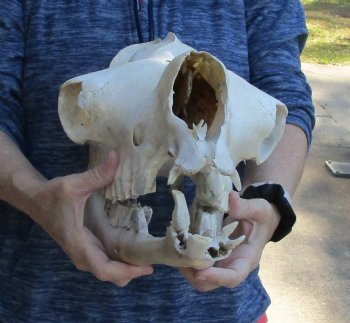 18" C-Grade Camel Skull For Sale for $110