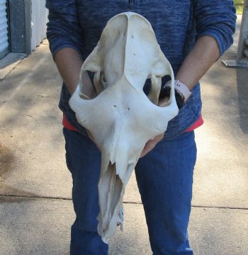 18" C-Grade Camel Skull For Sale for $110