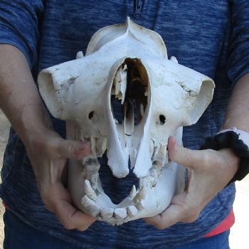 16-1/2" C-Grade Camel Skull For Sale for $110