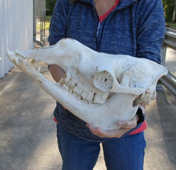 18-1/2" C-Grade Camel Skull - Buy Now for $110
