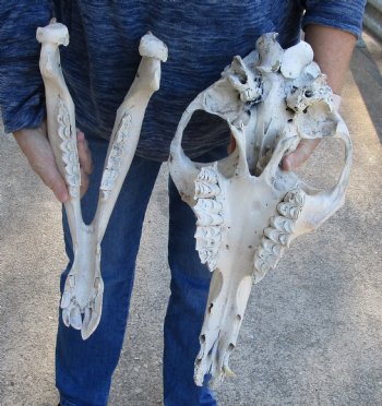 19" C-Grade Camel Skull - Buy Now for $110