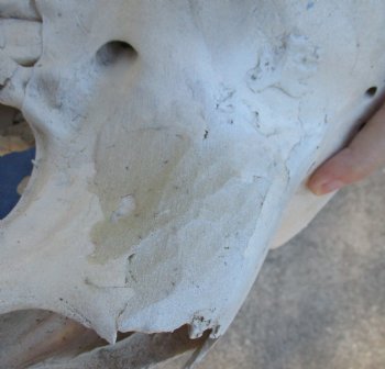 19" C-Grade Camel Skull - Buy Now for $110
