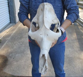 18-1/2" C-Grade Camel Skull - Buy Now for $110