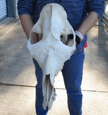 19-1/2" C-Grade Camel Skull - Buy Now for $110