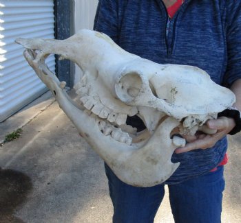 19-1/2" C-Grade Camel Skull - Buy Now for $110