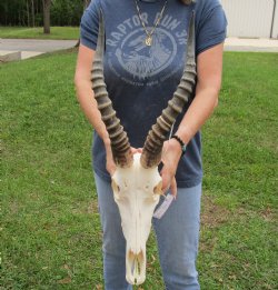 Buy this A-Grade Male Blesbok Skull with 15 inch horns for $80