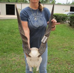 Extra Large African Male Eland skull plate with 31 inch horns for $125