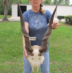Buy this Extra Large African Male Eland skull plate with 32 inch horns for $125