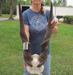 Extra Large African Male Eland skull plate with 34 inch horns Available for Sale for $125