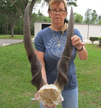 Extra Large African Male Eland skull plate with 34 inch horns Available for Sale for $125