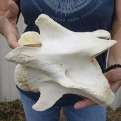 8-1/2" Giraffe Vertebrae Bone - $50