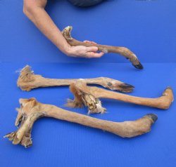 4 Extra Large Preserved Deer Legs, 17" to 19" - <font color=red>Special Price $30</font>