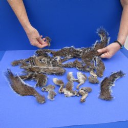 Preserved Squirrel Parts: 15 Legs & 16 Tails - $35