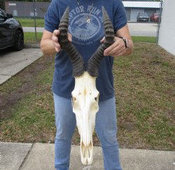 B-Grade 18" Horns on 16" Male Red Hartebeest Skull - $75