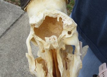 B-Grade 18" Horns on 16" Male Red Hartebeest Skull - $75