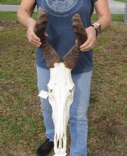 B-Grade 16" & 17" Horns on 18" Male Red Hartebeest Skull - $75