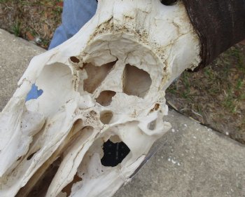 B-Grade 16" & 17" Horns on 18" Male Red Hartebeest Skull - $75