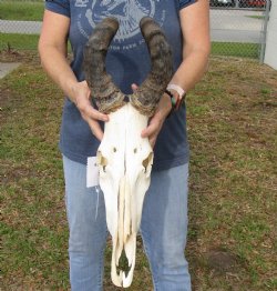 B-Grade 17" Horns on 15" Male Red Hartebeest Skull - $75