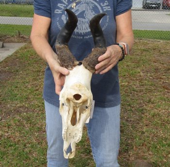 B-Grade 17" Horns on 15" Male Red Hartebeest Skull - $75