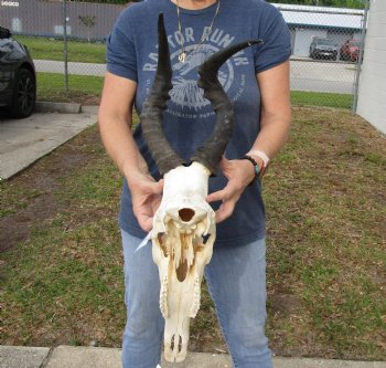 B-Grade 15" & 16" Horns on 15" Female Red Hartebeest Skull - $75