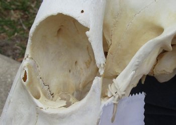 B-Grade 15" & 16" Horns on 15" Female Red Hartebeest Skull - $75