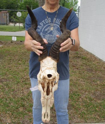 B-Grade 20" Horns on 18" Male Red Hartebeest Skull - $75