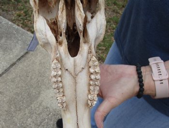 B-Grade 20" Horns on 18" Male Red Hartebeest Skull - $75