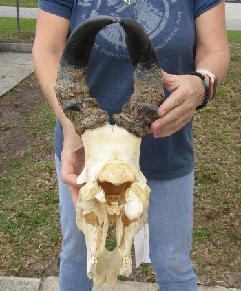B-Grade 15" Horns on 12" Female Red Hartebeest Skull - $55