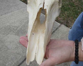 B-Grade 15" Horns on 12" Female Red Hartebeest Skull - $55
