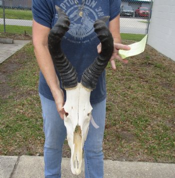 B-Grade 21" Horns on 15" Male Red Hartebeest Skull - $75