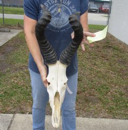 B-Grade 21" Horns on 15" Male Red Hartebeest Skull - $75