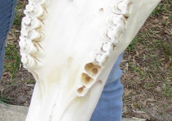 B-Grade 7" & 17" Horns on 17" Male Red Hartebeest Skull - $55